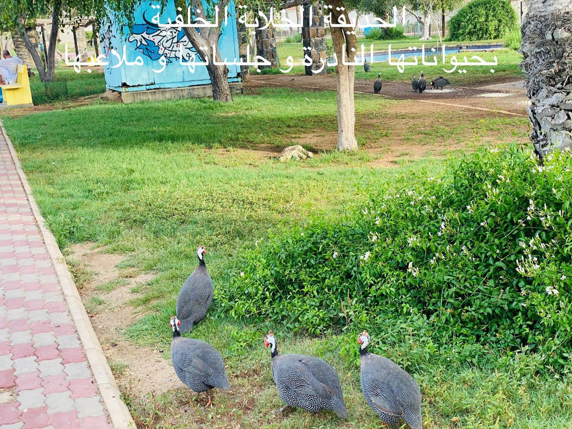 Villa Al Ahlam Island Durrat Alarous جزيرة الأحلام درة العروس *