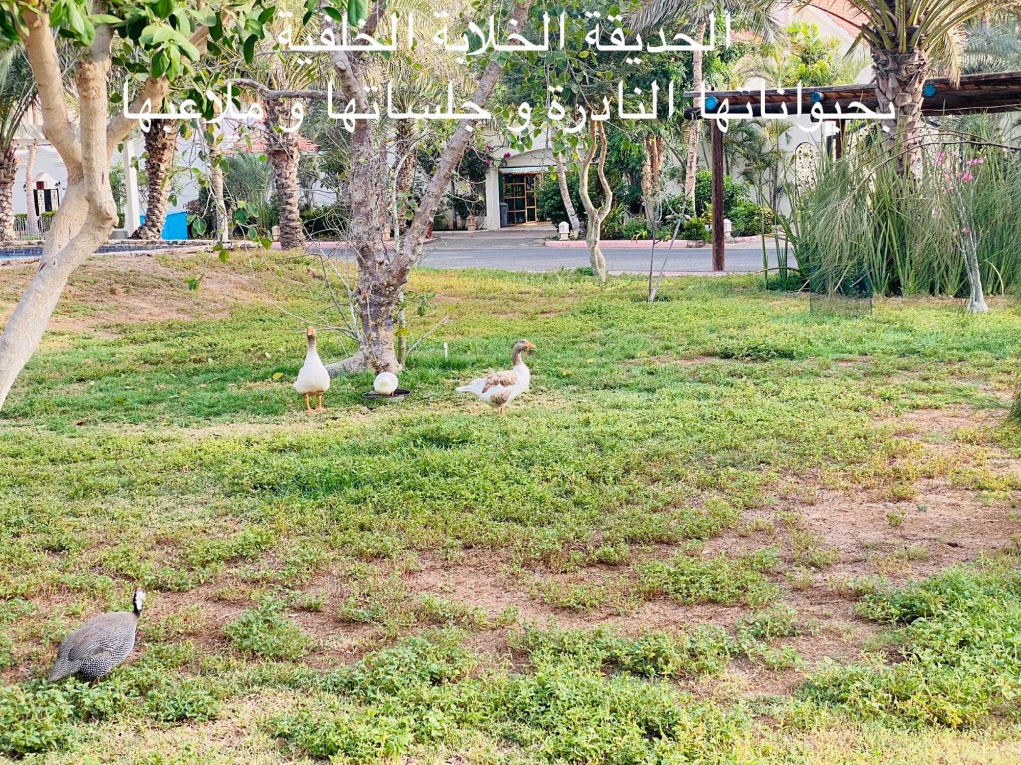 Al Ahlam Island Durrat Alarous جزيرة الأحلام درة العروس *