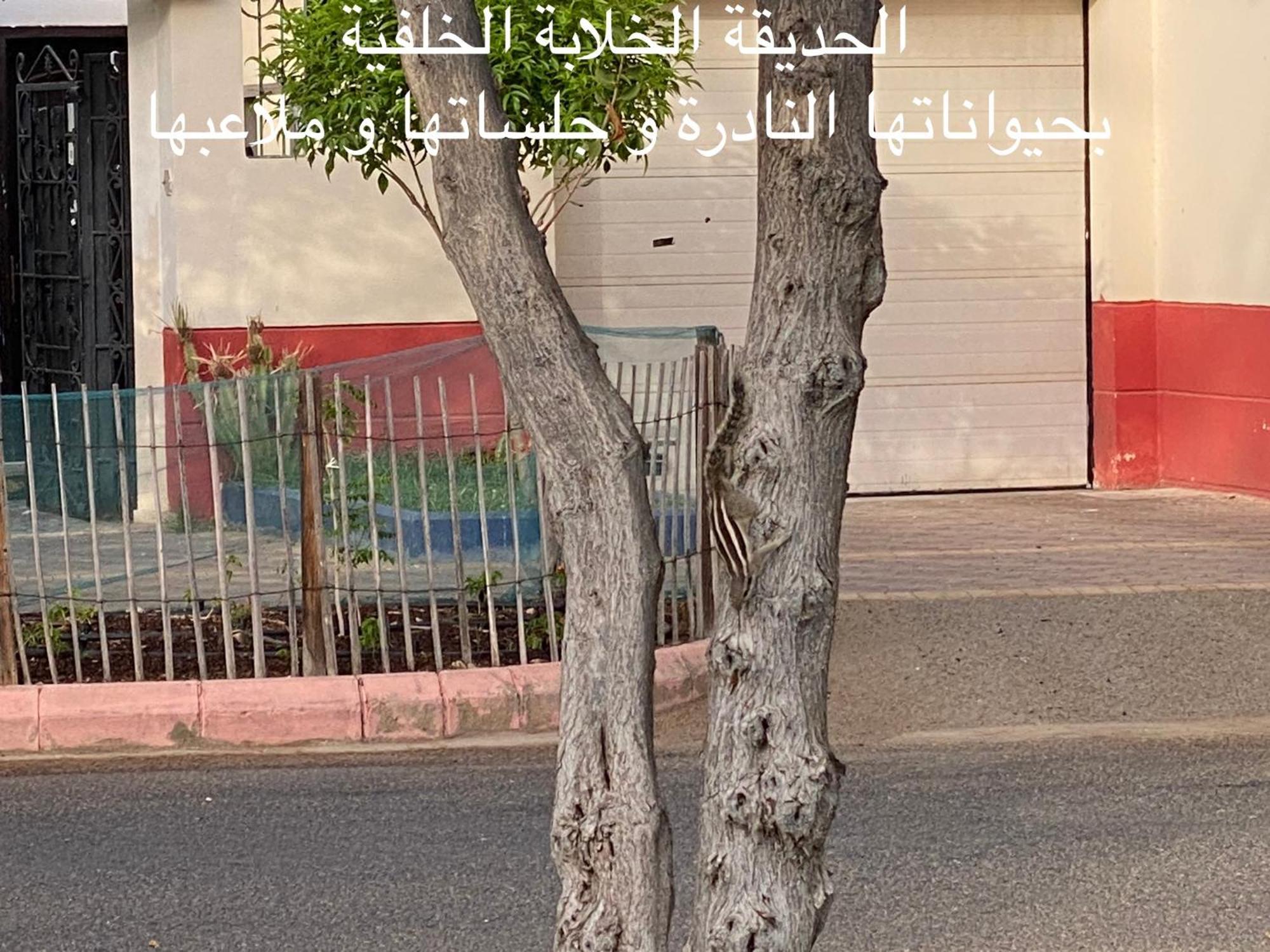 Al Ahlam Island Durrat Alarous جزيرة الأحلام درة العروس *
