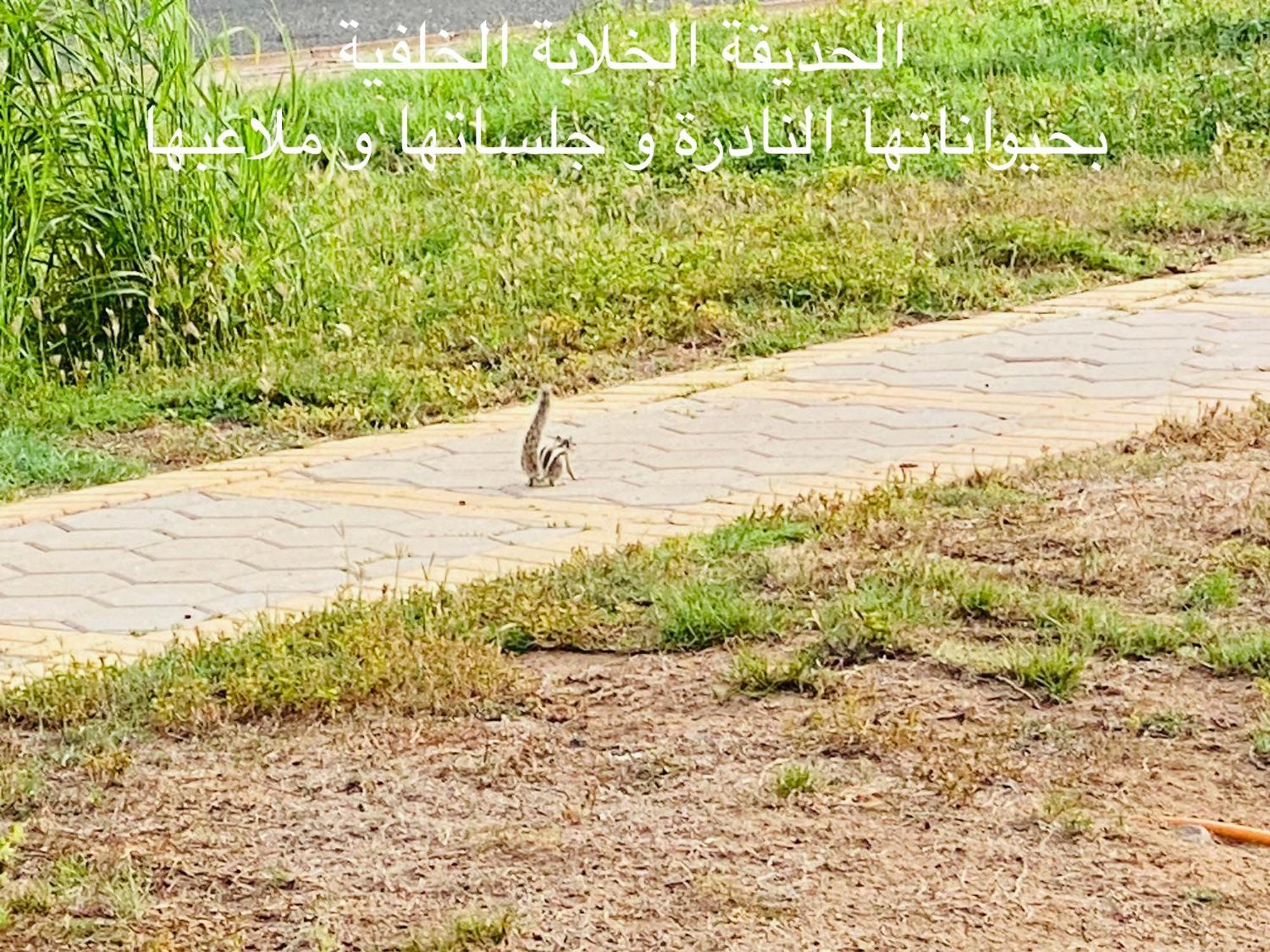 Al Ahlam Island Durrat Alarous جزيرة الأحلام درة العروس Villa *
