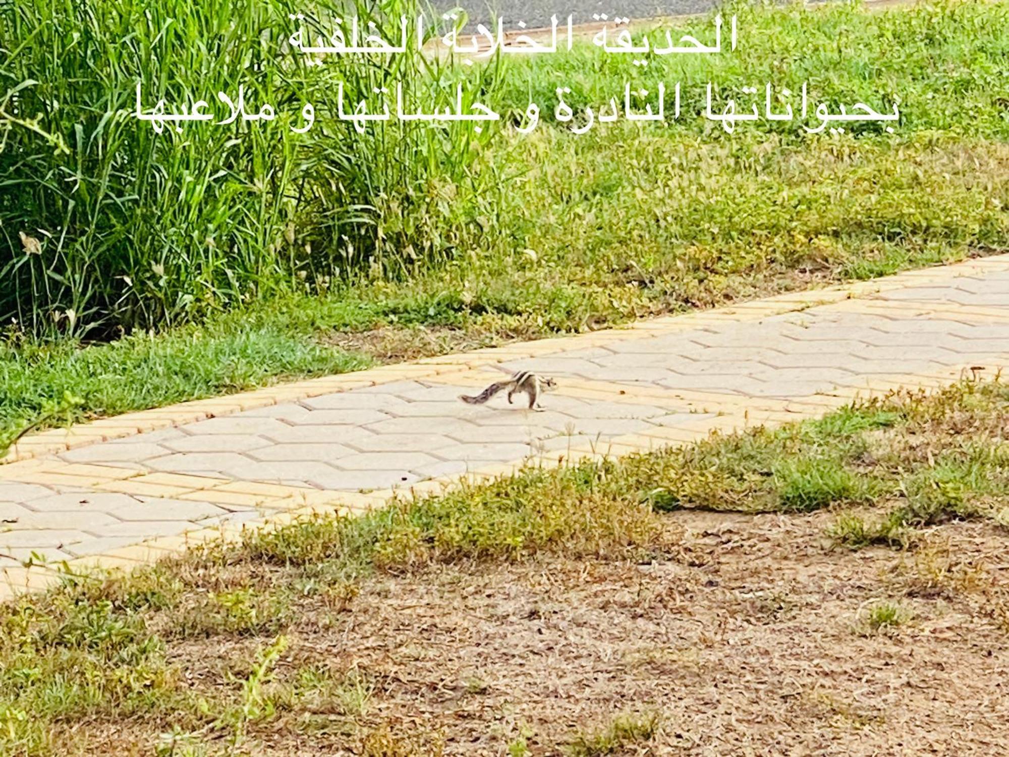 Al Ahlam Island Durrat Alarous جزيرة الأحلام درة العروس Villa *