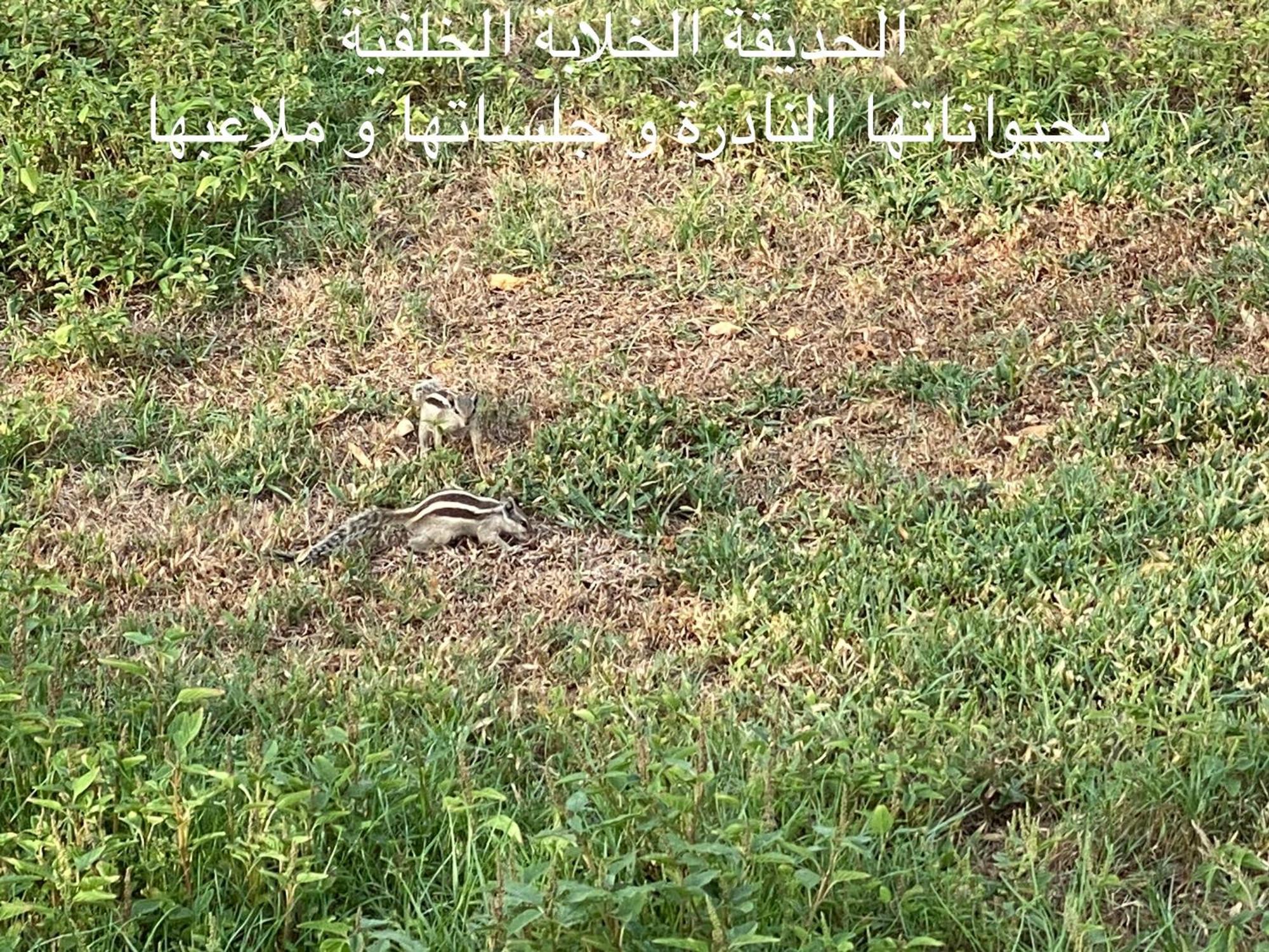 Al Ahlam Island Durrat Alarous جزيرة الأحلام درة العروس